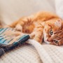 고양이 링웜 원인과 예방 방법