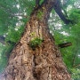 전주향교 420년 은행나무