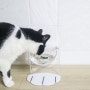 높이 조절 가능한 고양이 밥그릇 비마이펫 아크릴 펫테이블