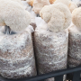 집에서 노루궁뎅이버섯 키워보세요! 잇다팜 충북진천드림버섯농장 노루궁뎅이버섯 키트