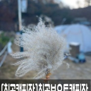 가을캠핑의 정석 칠곡보오토캠핑장과 억새(2)