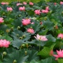 함안연꽃테마공원 아라홍연