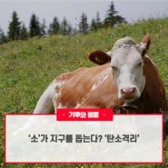 ‘소’가 지구를 돕는다? ‘탄소격리’