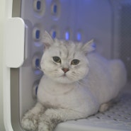 [고양이미용실] 더워하는 우리 고양이 무마취미용으로 여름나기