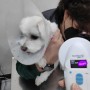 일본으로 가는 말티즈 강아지 몽이 : 반려동물 일본 데려가기 동물검역 항체가 검사 수입허가서 절차 비용