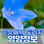 도라지효능/도라지영양/쓴맛매력도라지정보