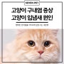 고양이 구내염 증상, 고양이 입냄새 원인