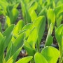 [찰옥수수 재배] 2022년 유기농 토종 찰옥수수 재배 - 파종