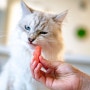 여름 최고 과일 수박! 고양이도 수박 먹을 수 있냥? 씨까지 먹여도 될까?