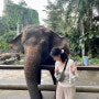 발리한달살기 D+13 스미냑 더블식스비치, 클룩에서 예약한 발리 동물원 발리주(Bali zoo)가기