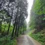 축령산 삼나무 편백나무숲길