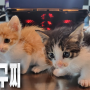 구찌와 샤넬|고양이|노란고양이|검정고양이|아기고양이|케어|육아