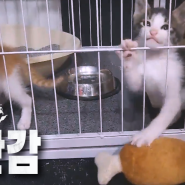 고양이 구찌와 샤넬 |스크래쳐|데이즈 장난감|관심 |건강한 고양이들