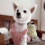 강아지 옷 만들기, 핑크 꽃무늬 주름 원피스
