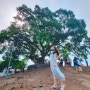 경남 창원 가볼만한곳,동부마을 이상한 변호사 우영우 소덕동 팽나무 촬영지(날씨 위치 주소)