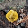 여왕버섯, 노랑망태말뚝버섯