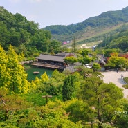 경기도 광주 화담숲, 시원한 자작나무숲에서 힐링하기