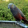 [뉴질랜드 남섬] 스튜어트 섬(Stewart Island)에서 만난 새들 – 새들의 천국