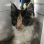 [유기묘 구출 입양 일기] 새끼 고양이를 아파트 지하실에서 구조하다. feat. 세계 고양이의 날