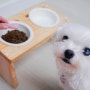 강아지 기침 영양제 파파메디 강아지 기관지협착증 예방