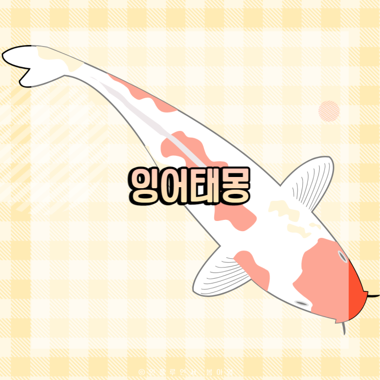 비단잉어, 검은 잉어, 황금잉어 태몽 성별 및 의미 : 네이버 블로그