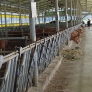 파우스 발정탐지기 시스템 사례 - 경북 상주 한우농가 설치후기