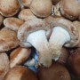 국산배지로 길러낸 구이용 버섯 '자담'을 이웃님 10분께 착한가격으로 판매합니다.