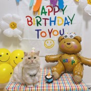 #집사일기 고양이랑 집사랑 함께하는 우당탕탕 생일파티! 3살, 7살 고양이가 되었다.