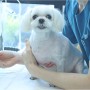 통증 때문에 다리를 딛지 못해요, 강아지 십자인대 수술 전문 울산동물병원 / 에스동물메디컬센터