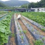 [도봉구웨딩홀] 더빅토리아웨딩파티:: 유기농 친환경 농장 공개 💚