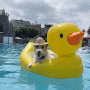 도그베이 서울점 애견 수영장은 강아지 동반하기 최고!