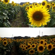 해바라기 축제 준비 현재 과정 안내