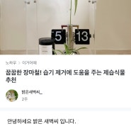 오늘의집 노하우에 소개 되었어요 _ 제습식물