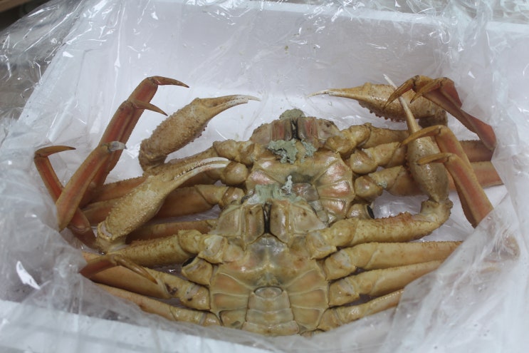 매천시장 대게 준이수산 대구 대게 맛집이네 : 네이버 블로그