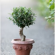 아르베키나 올리브나무 ‘Arbequina’ Olive Tree & 이태리명품토분 플럼즈 Plums PPO_048