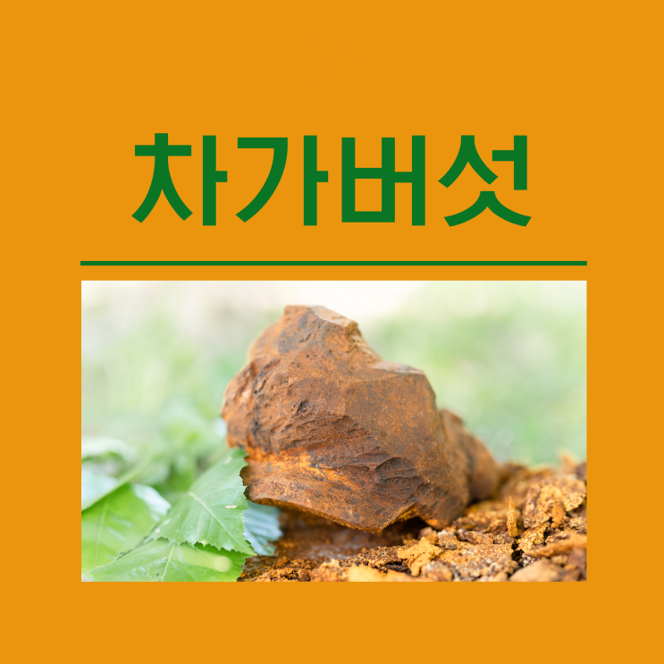 러시아 차가버섯 효능 차가버섯차 분말 위장 건강차 혈액순환 혈관 혈압 몸에 좋은 차 부작용 먹는방법 : 네이버 블로그