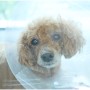 슬개골 탈구 다음으로 많이 발생하는 강아지 십자인대, 예방과 치료가 중요한 이유