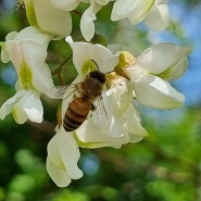 오월 아카시아꽃 꿀 따는 벌 만났습니다