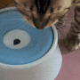 [구매후기] 물 포크레인 고양이 때문에 구매한 "딩동펫 플로팅 급수기"