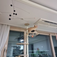 집사의 내돈내산 필수템 고양이 캣폴 캣타워 가또블랑코 아이언캣폴 아크릴해먹 옵션 구매후기