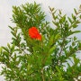 붉은 열매의 매력 꽃 석류 나무 분재 화분 키우기