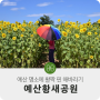 [예산 가볼만한곳] 포토존 추천! 해바라기 활짝 핀 예산황새공원