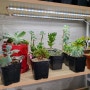 파인라이트 식물성장 LED바로 실내에서도 걱정없어요.