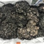 자연산버섯 먹버섯 (곰버섯 / 까치버섯) 파는곳 가격 효능