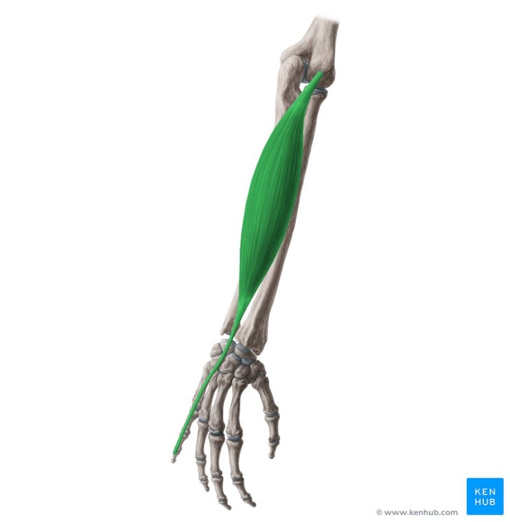 새끼폄근, 소지신근(extensor digiti minimi) : 네이버 블로그