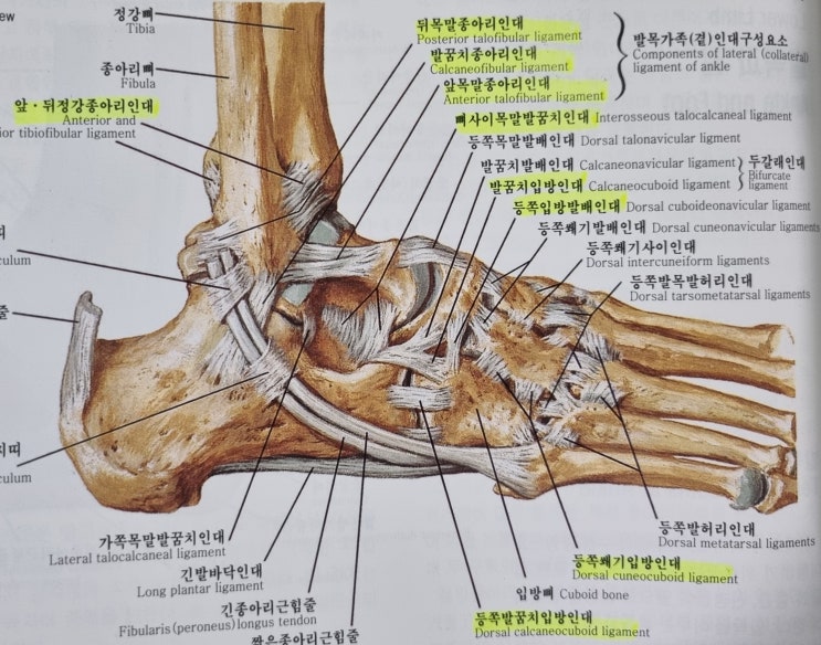 발목 삐었을때, 발목 접질렀을때, 발목 염좌 진단과 치료에 대해서 알아볼게요^^ : 네이버 블로그