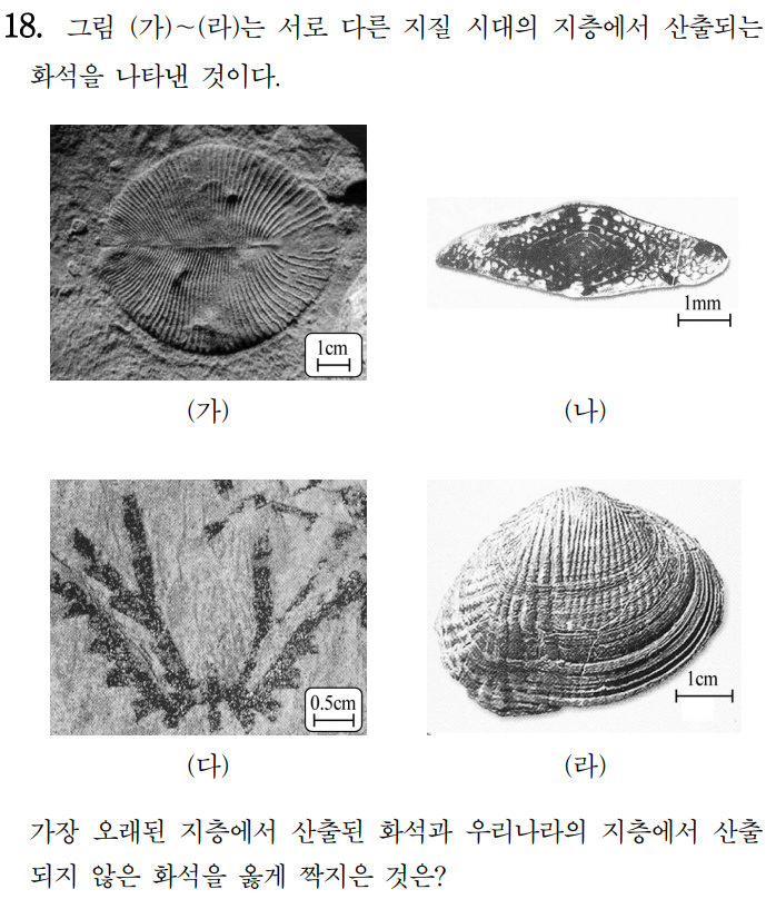 11-1차-18(에디아카라, 방추충, 필석, 이매패류) : 네이버 블로그