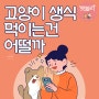 고양이 생식 먹이는건 어떨까