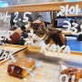 [양평 카페] 매카이 MACKAY - 고양이가 있는 🐈 반려동물 동반 가능 카페