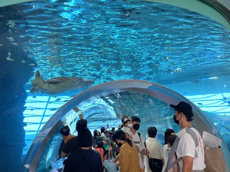 영도 국립해양박물관::무료 입장, 주차장2천원, 볼거 정말 많고 좋다!!! : 네이버 블로그